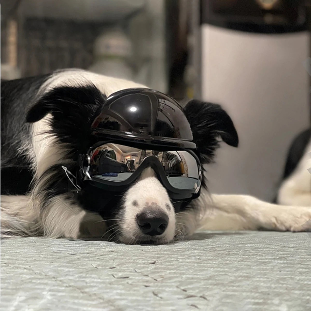Protective Dog Helmet Goggles Set for Biking, Outdoor Safety Gear - ABS Impact Resistant & Windproof PC Lens