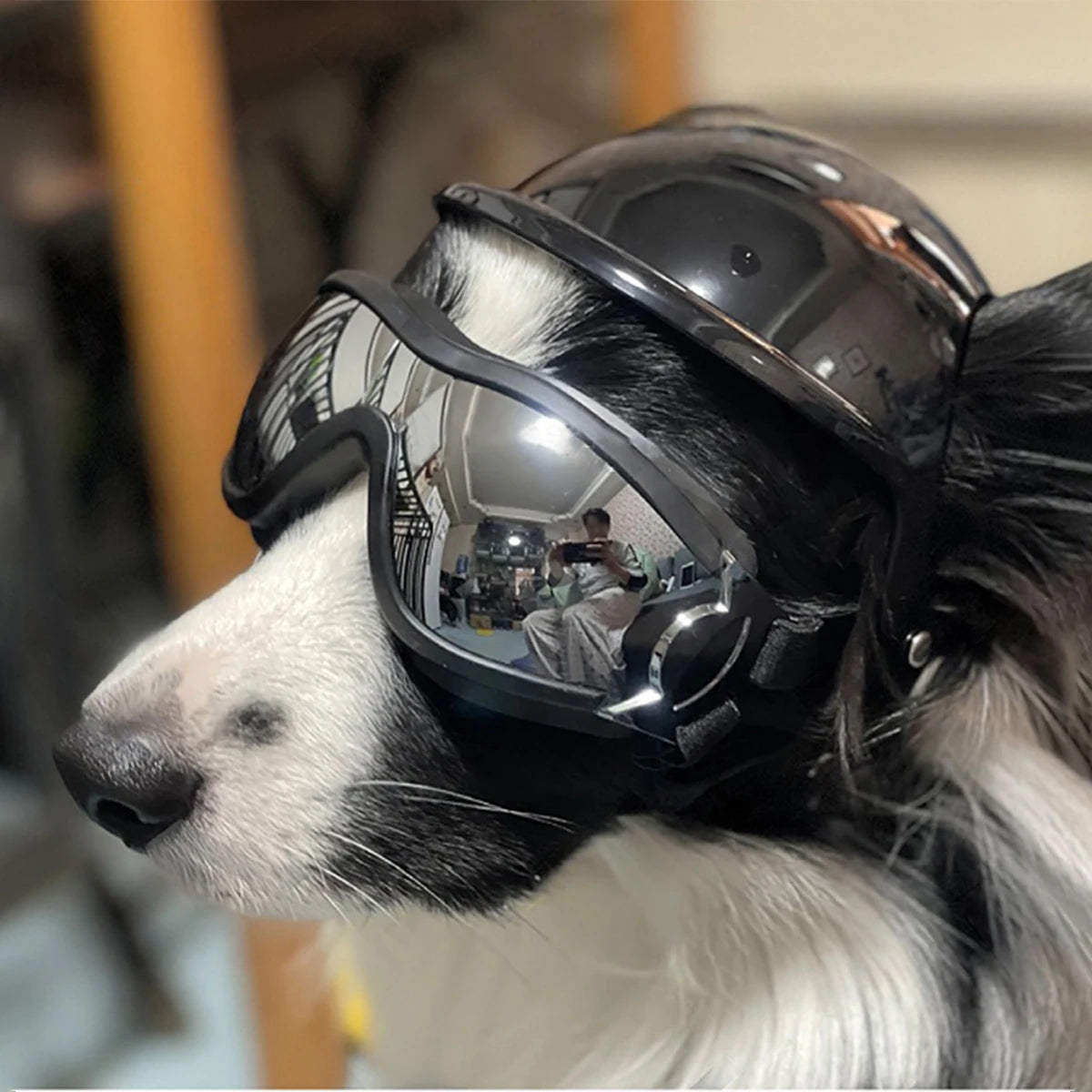 Protective Dog Helmet Goggles Set for Biking, Outdoor Safety Gear - ABS Impact Resistant & Windproof PC Lens