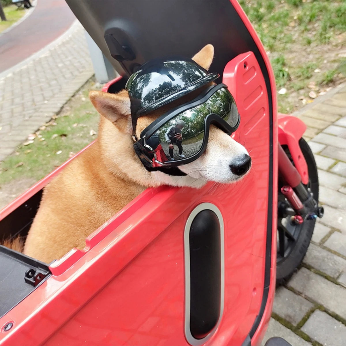 Protective Dog Helmet Goggles Set for Biking, Outdoor Safety Gear - ABS Impact Resistant & Windproof PC Lens